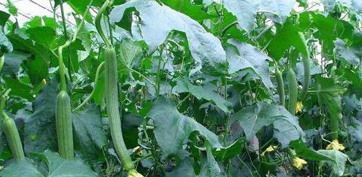 丝瓜最新地址，丝瓜世界探索与种植指南全解析