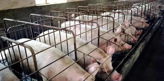 全球猪瘟最新动态，防控形势及应对策略更新
