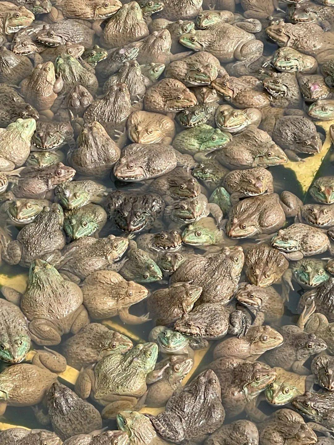 泰蛙最新价格揭秘，市场趋势与影响因素探究