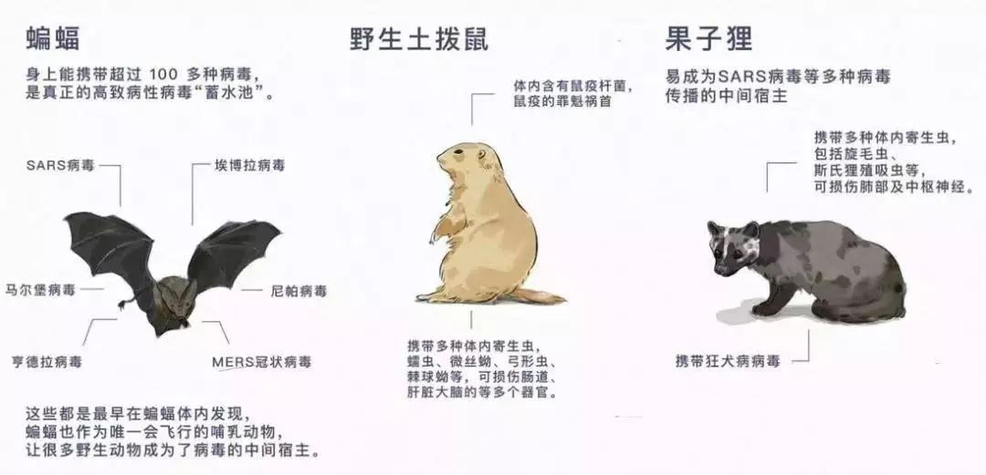 野生动物保护法的最新进展与重要性探讨