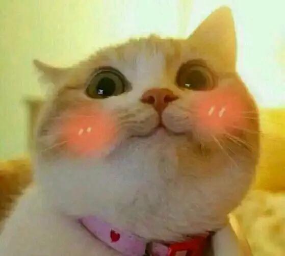 猫咪社区最新破解版，探索与体验之旅