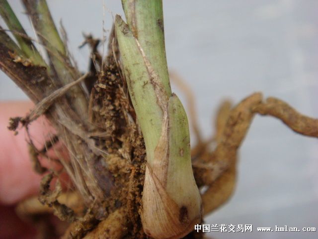 自然之美，草留最新，生命力的绽放