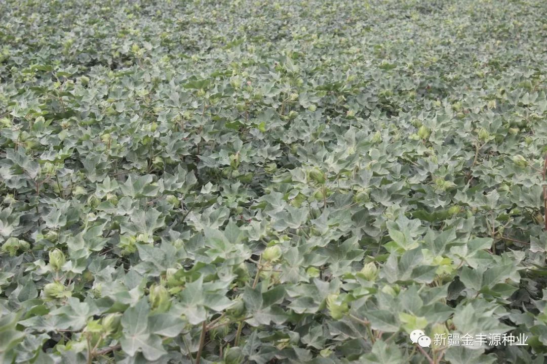 棉籽最新报价及市场趋势与影响因素深度解析