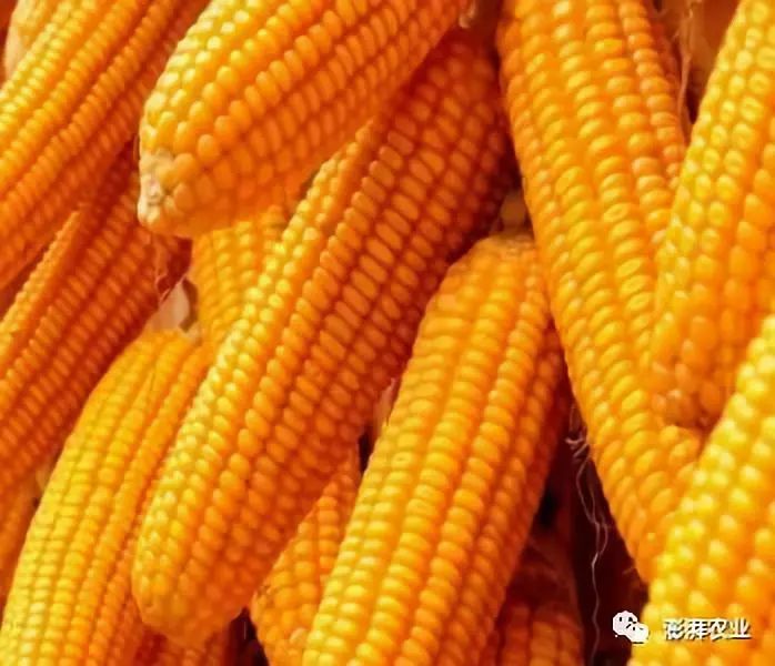玉米最新价格动态，市场走势、影响因素与未来预测分析
