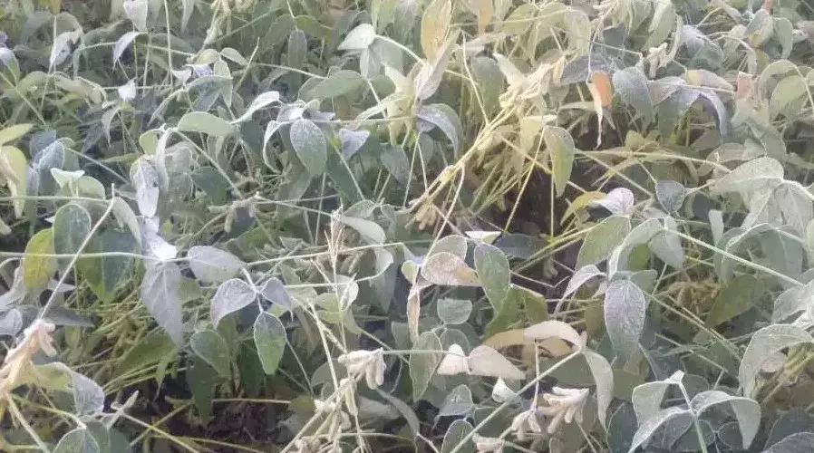 黑龙江玉米价格动态更新及分析