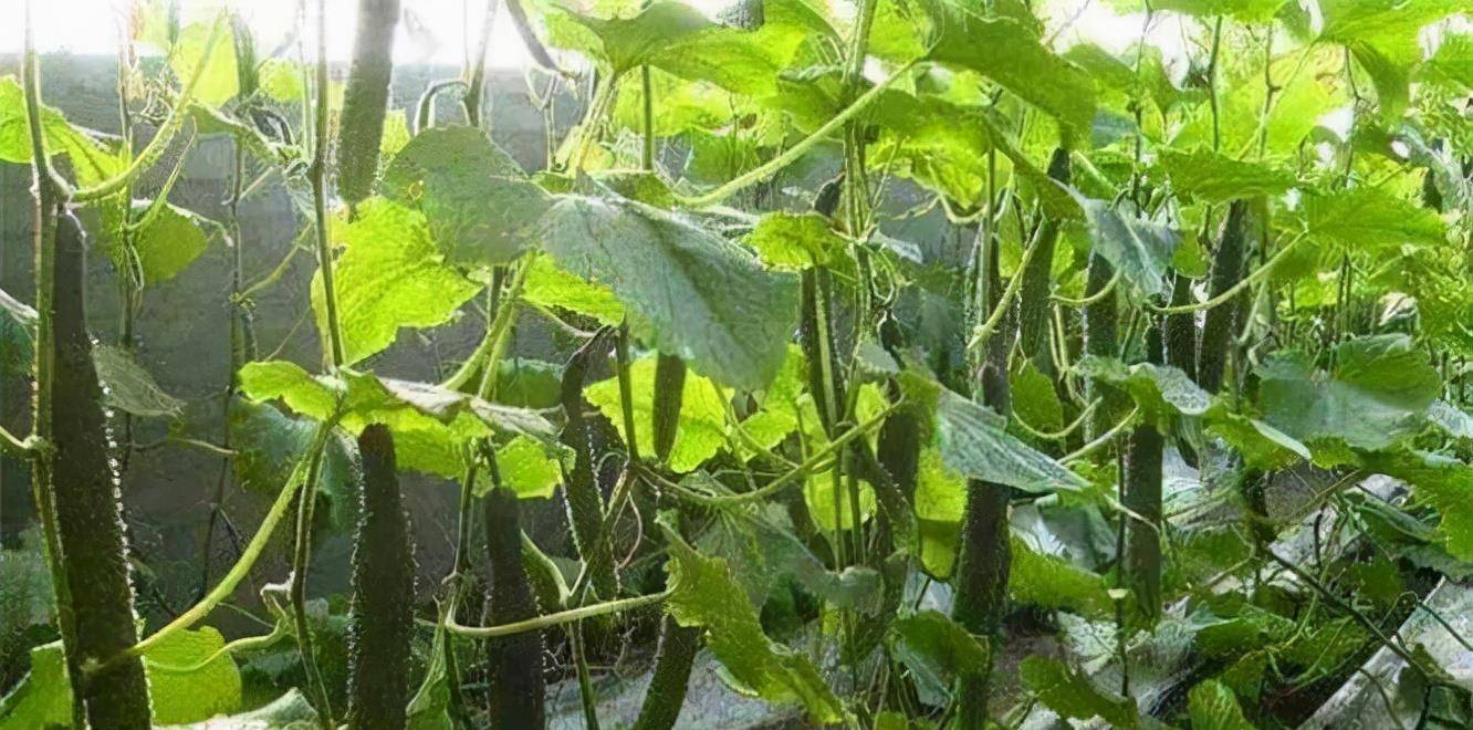 黄瓜视频app下载地址最新信息及注意事项概览