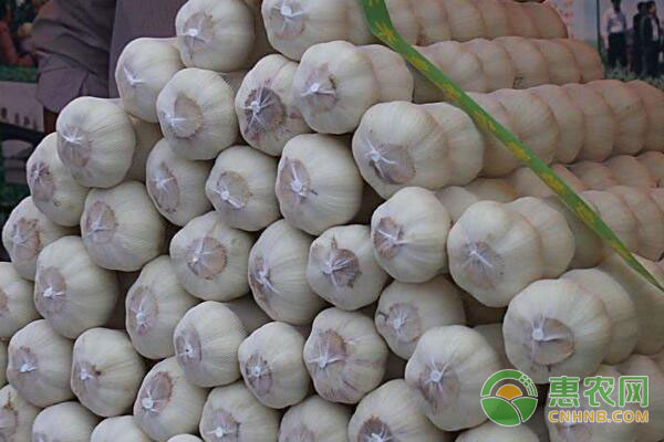 中牟大蒜价格最新行情报告