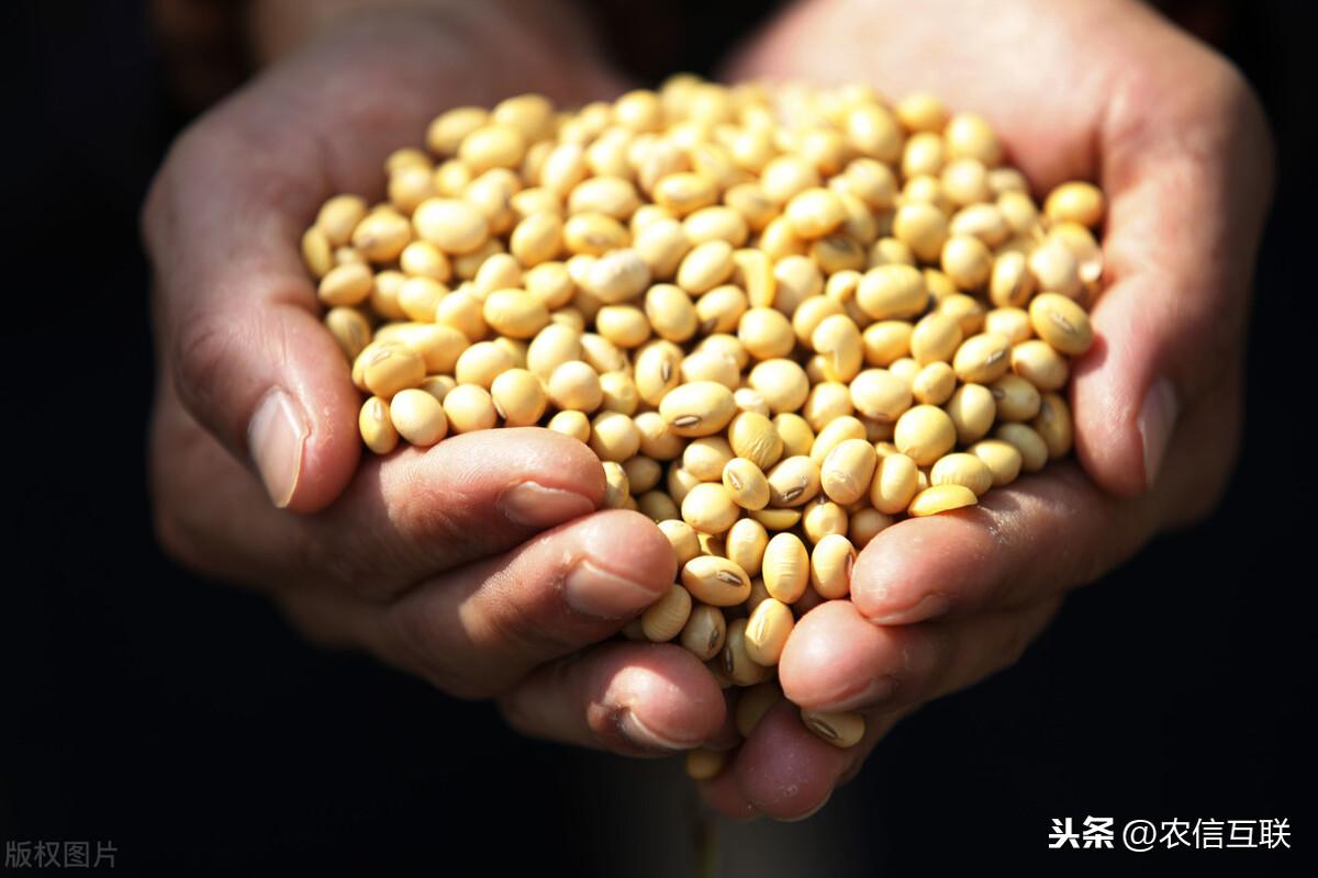 全国豆粕最新价格动态解析