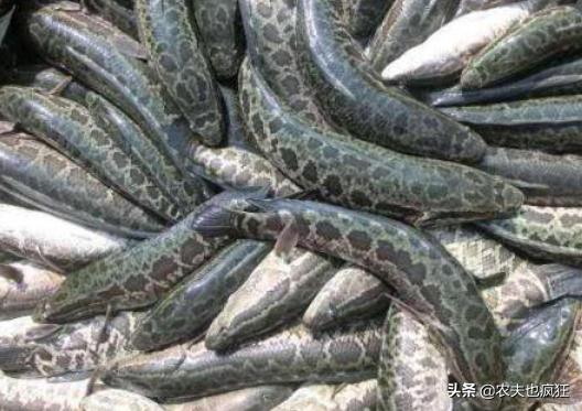 生鱼价格最新行情解析