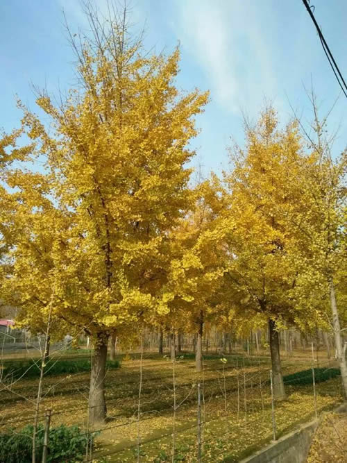 银杏树价格走势与市场分析报告