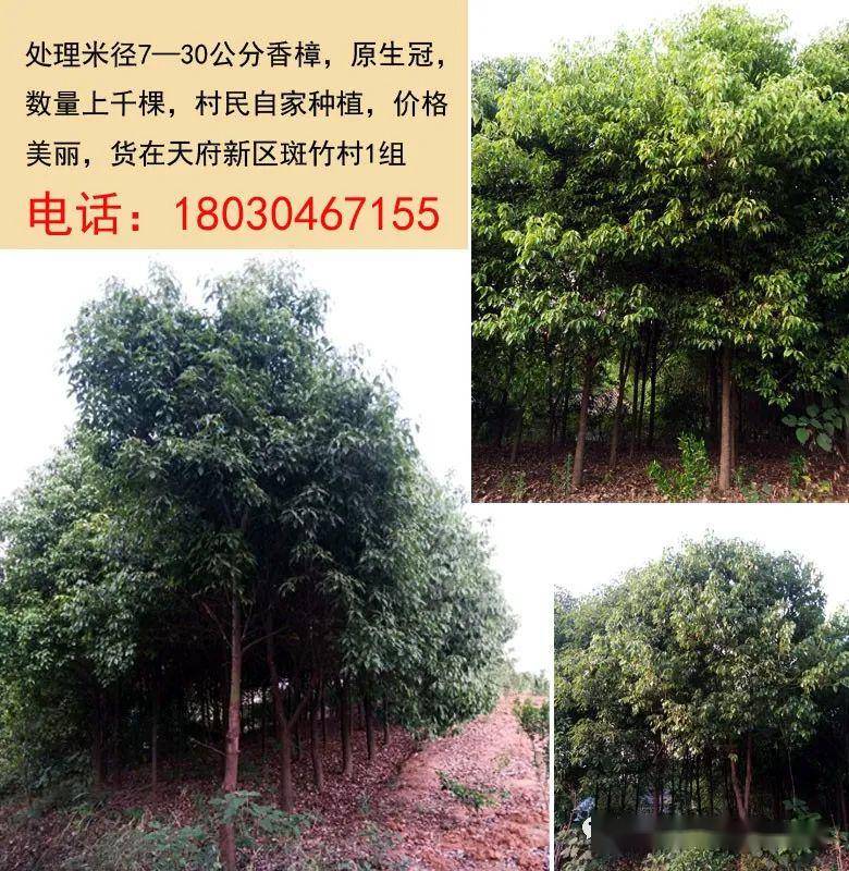 最新苗木求购信息，探寻绿色经济新机遇之门