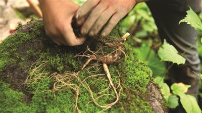 人参最新价格行情解析