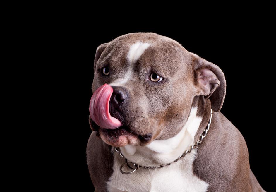 揭秘最新藏獒，神秘引人注目的犬种风采