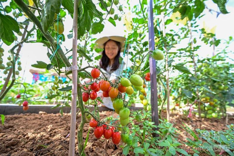 番茄社区最新官网，数字时代的社区魅力探索