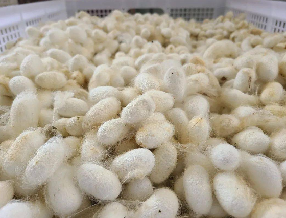 蚕茧最新价格动态，市场走势与影响因素解析