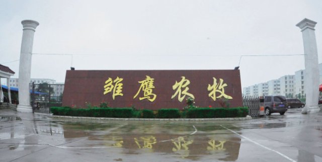 雏鹰农牧最新动态全面解析