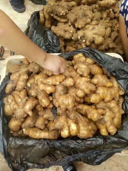 山东生姜最新价格行情分析