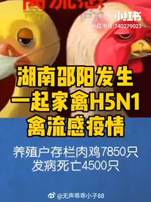 湖南禽流感最新动态，全面应对，科学防控